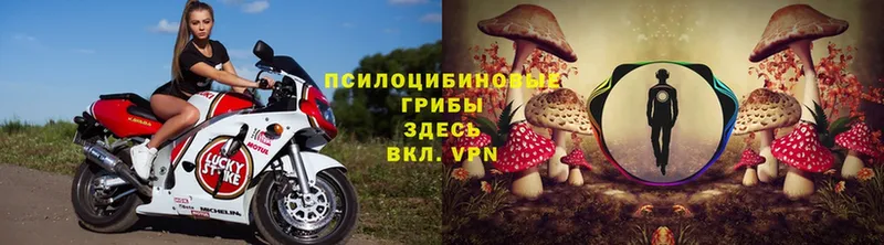 Псилоцибиновые грибы Psilocybe  Ленинск 